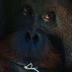 Orang-Utan