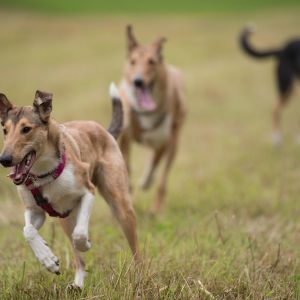 Kurzhaarcollie Treffen in Sulz im Wienerwald