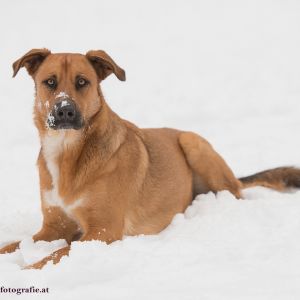 Silvester mit Hund im Hotel Grimming