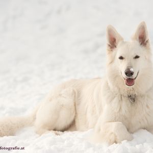 Silvester mit Hund im Hotel Grimming