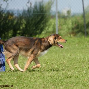 Agility Turnier des ÖSPSC