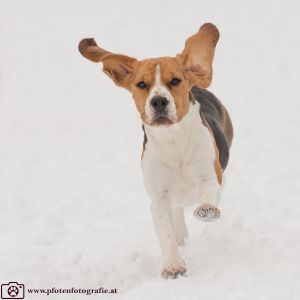 Silvester mit Hund im Hotel Grimming