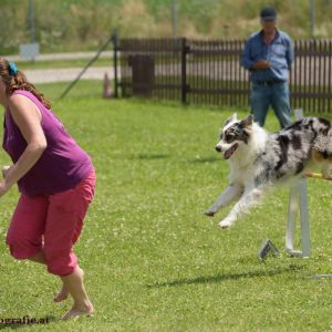 Agility Turnier des ÖSPSC