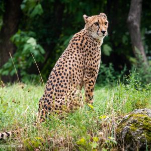 Gepard 