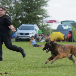 Agility Turnier des ÖSPSC