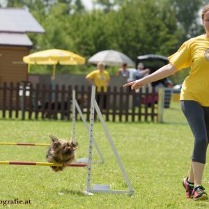Agility Turnier des ÖSPSC
