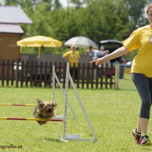 Agility Turnier des ÖSPSC