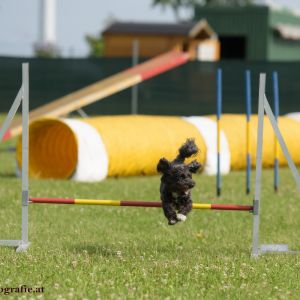 Agility Turnier des ÖSPSC