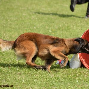 Agility Turnier des ÖSPSC