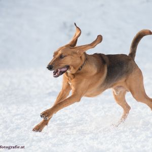 Silvester mit Hund im Hotel Grimming