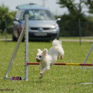 Agility Turnier des ÖSPSC