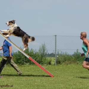 Agility Turnier des ÖSPSC