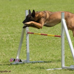 Agility Turnier des ÖSPSC