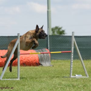 Agility Turnier des ÖSPSC