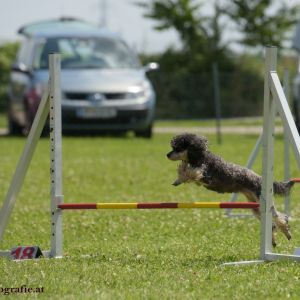 Agility Turnier des ÖSPSC