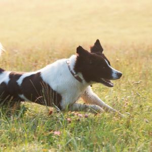 Urlaub mit Hund auf Gut Feuerschwendt