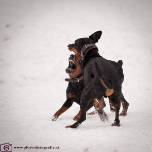 Silvester mit Hund im Hotel Grimming