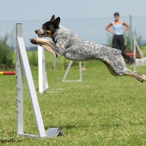 Agility Turnier des ÖSPSC