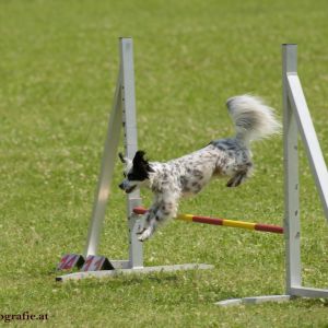 Agility Turnier des ÖSPSC