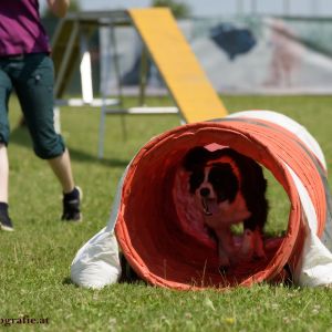 Agility Turnier des ÖSPSC