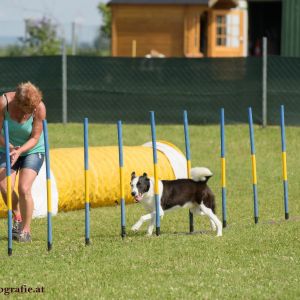 Agility Turnier des ÖSPSC