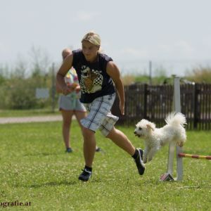 Agility Turnier des ÖSPSC