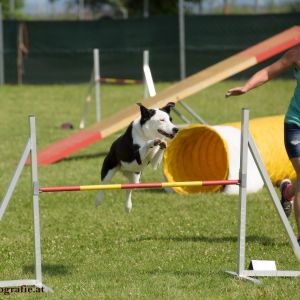 Agility Turnier des ÖSPSC