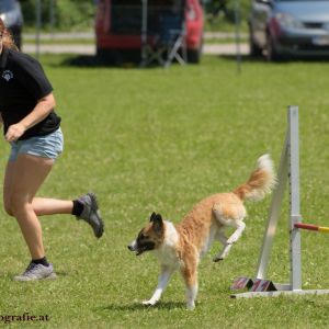 Agility Turnier des ÖSPSC