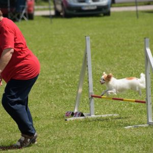 Agility Turnier des ÖSPSC