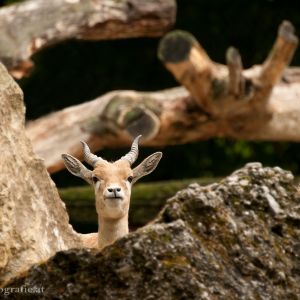 Hirschziegen-Antilope