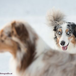 Silvester mit Hund im Hotel Grimming