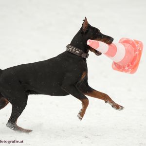 Silvester mit Hund im Hotel Grimming