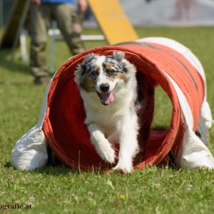 Agility Turnier des ÖSPSC