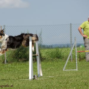 Agility Turnier des ÖSPSC