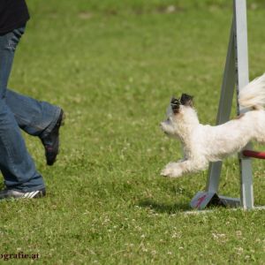 Agility Turnier des ÖSPSC