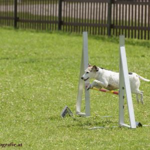 Agility Turnier des ÖSPSC