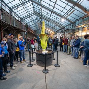 Amorphophallus_titanum_DSC_5903.jpg