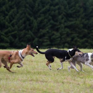 Kurzhaarcollie Treffen in Sulz im Wienerwald