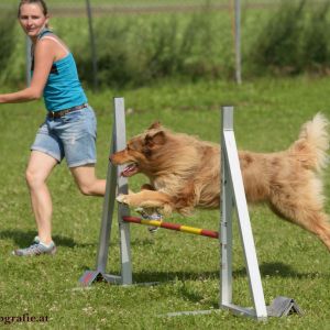 Agility Turnier des ÖSPSC