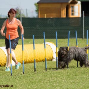 Agility Turnier des ÖSPSC