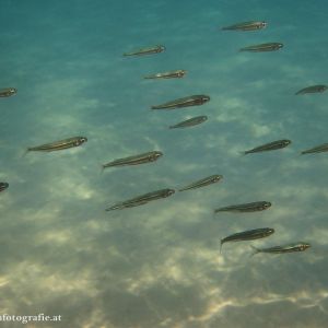 Urlaub auf Zakynthos in der Sommerakademie