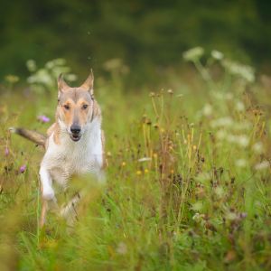 Urlaub mit Hund auf Gut Feuerschwendt