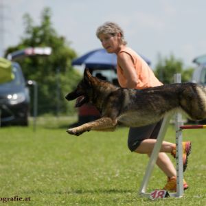 Agility Turnier des ÖSPSC