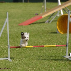 Agility Turnier des ÖSPSC