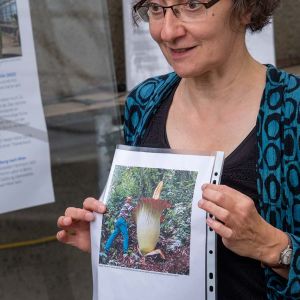 Amorphophallus_titanum_DSCF4779.jpg