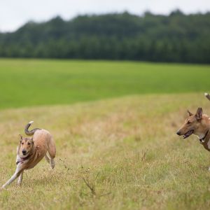 Kurzhaarcollie Treffen in Sulz im Wienerwald