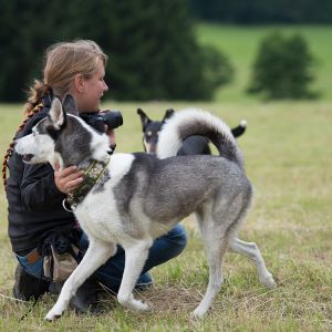 Kurzhaarcollie Treffen in Sulz im Wienerwald