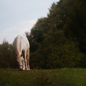 Urlaub mit Hund auf Gut Feuerschwendt