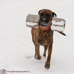 Silvester mit Hund im Hotel Grimming