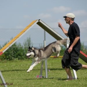 Agility Turnier des ÖSPSC